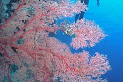 Melithaea-fan-coral