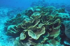 Turbinaria-reinformis-Lettuce-coral